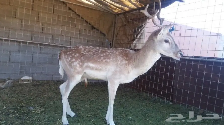 غزال للبيع (image 2)