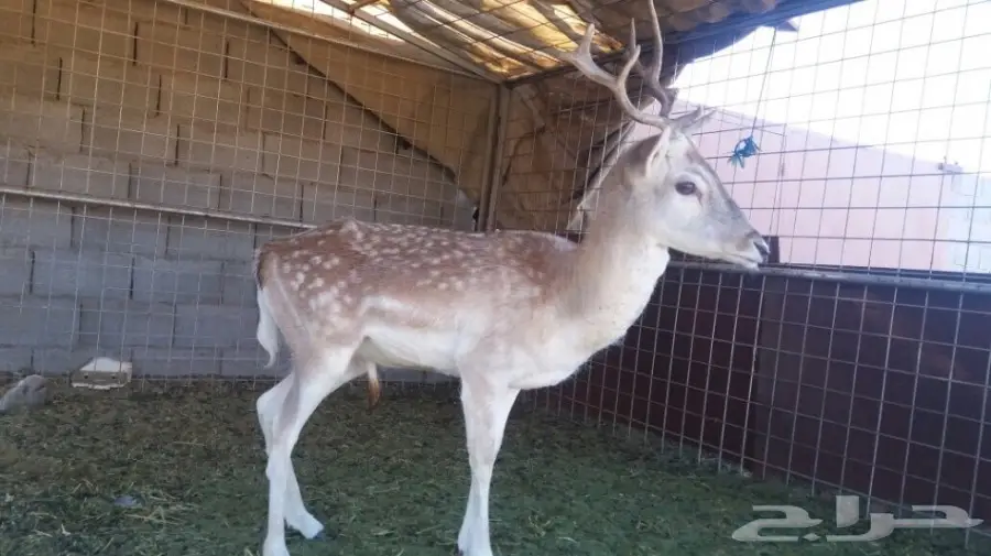 غزال للبيع (image 3)