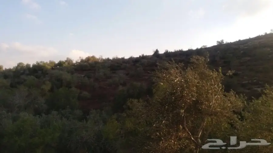 منتجات فلسطينية أصيلة - مباشرة من أرض الخير! (image 14)