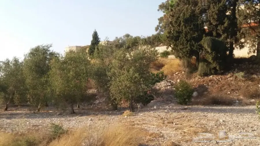 منتجات فلسطينية أصيلة - مباشرة من أرض الخير! (image 16)