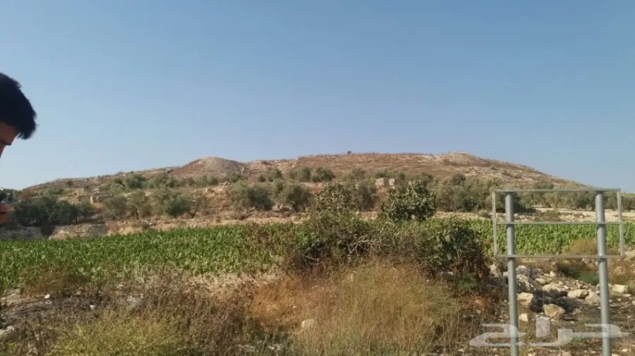 منتجات فلسطينية أصيلة - مباشرة من أرض الخير! (image 17)