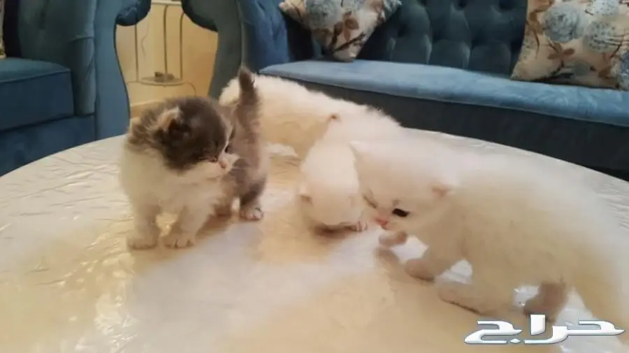 تزاوج قطط (تلقيح قطط)  (image 8)