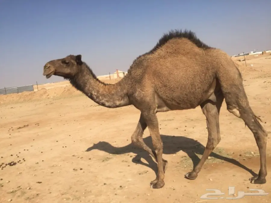 للبيع قعدان تفريد 