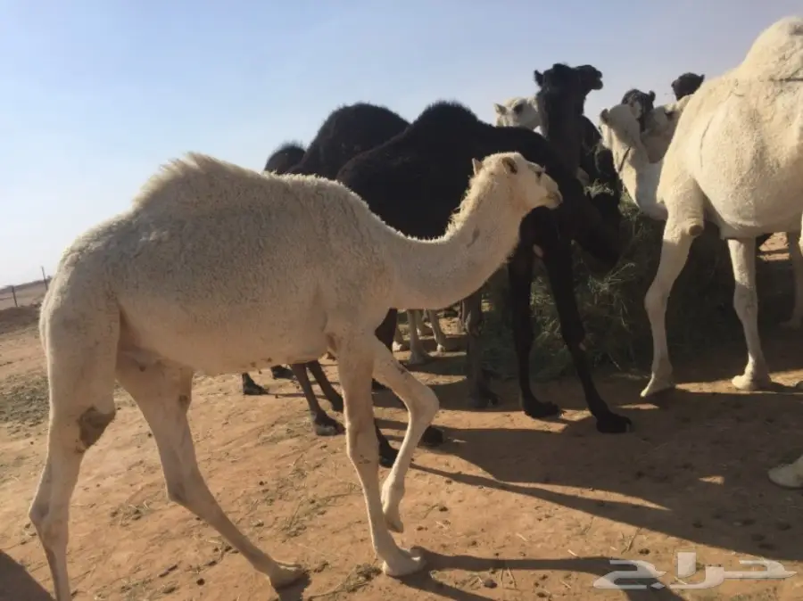 للبيع قعدان تفريد  (image 1)