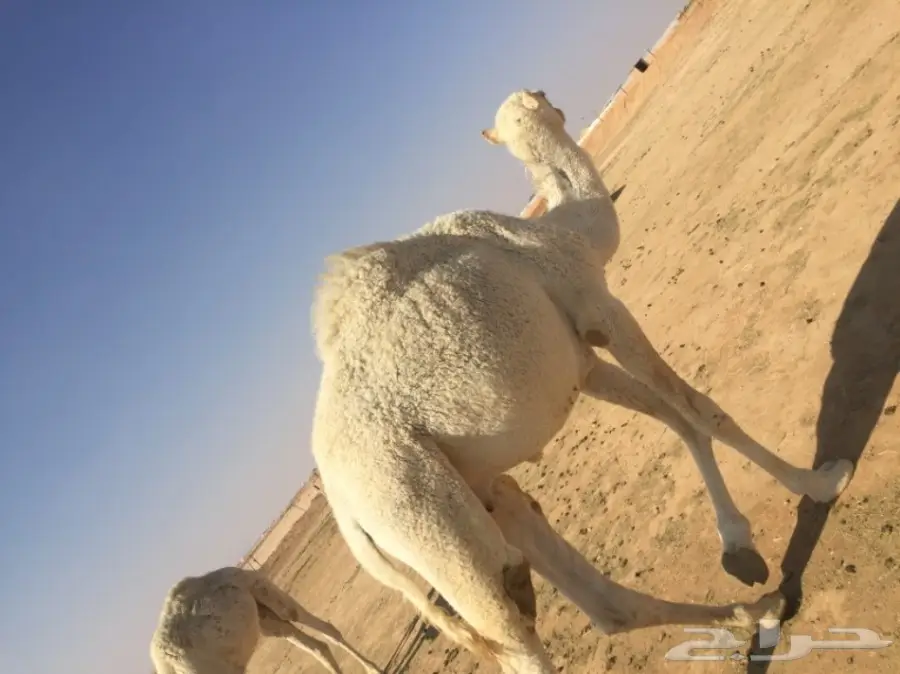 للبيع قعدان تفريد  (image 2)