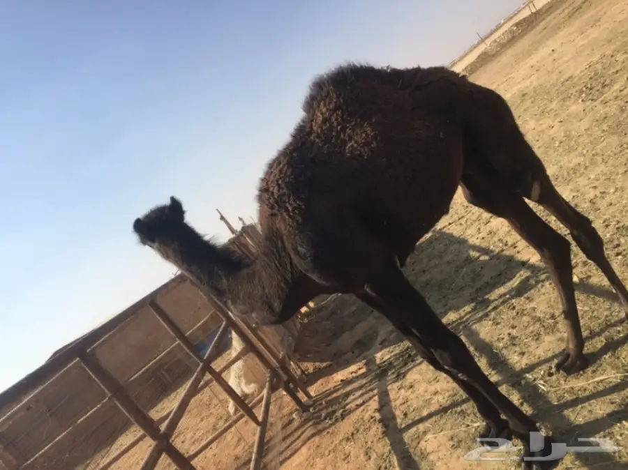 للبيع قعدان تفريد  (image 3)