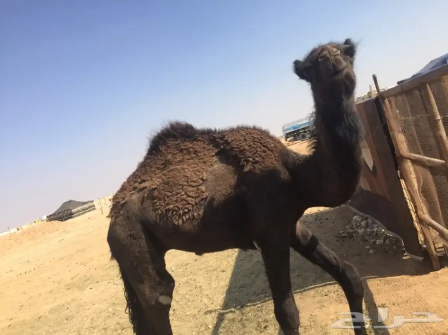 للبيع قعدان تفريد  (image 4)