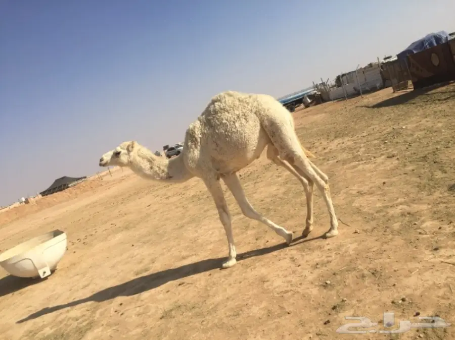 للبيع قعدان تفريد  (image 5)