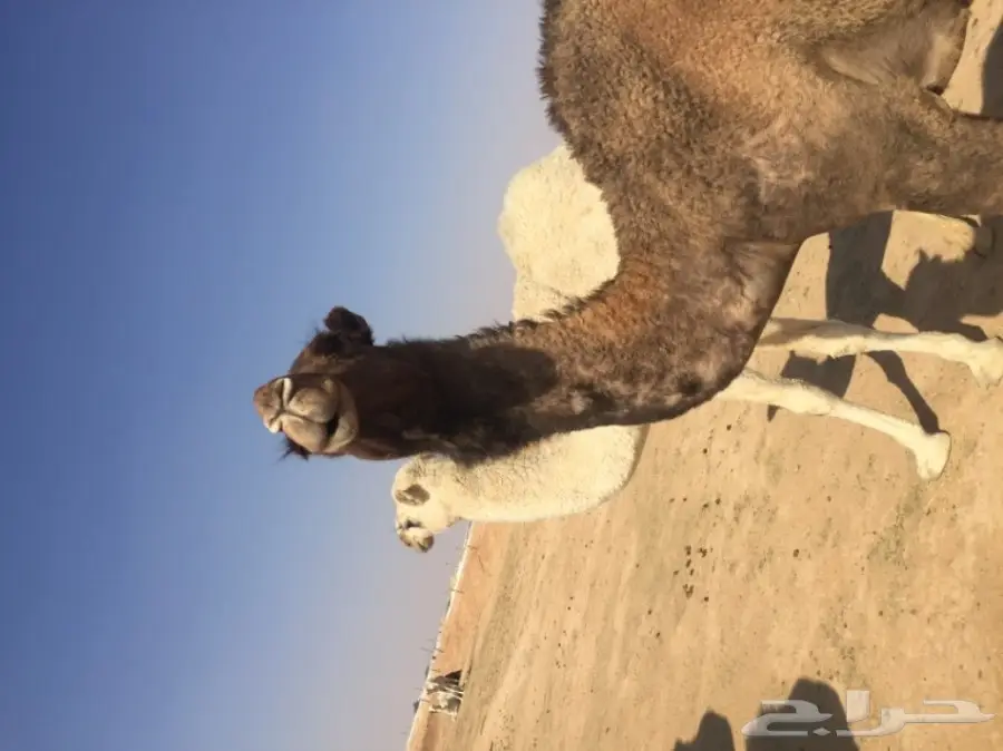 للبيع قعدان تفريد  (image 6)