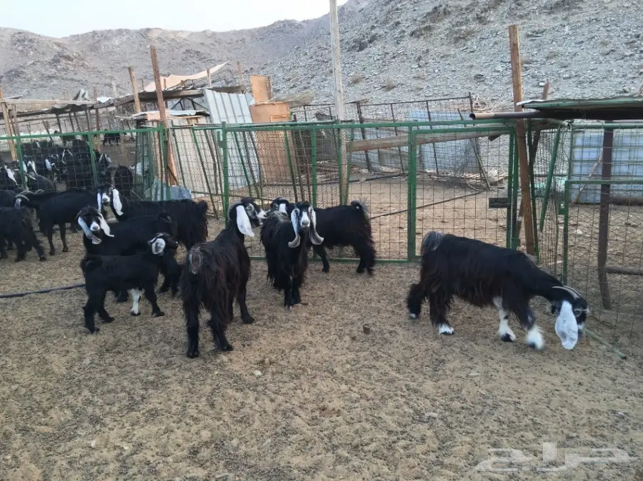 معزا عوارض للبيع 20 راس