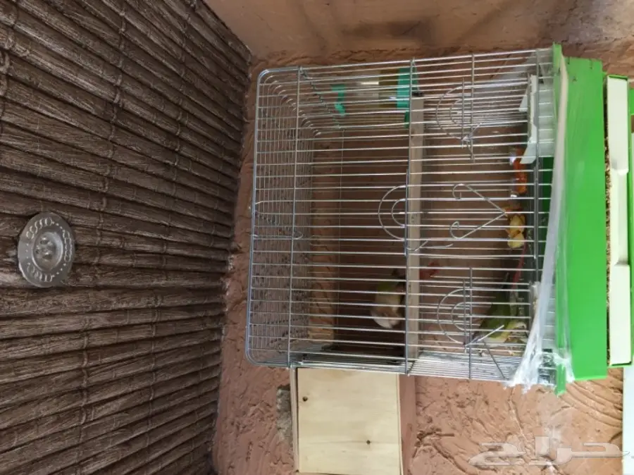 جوز كنيور أناناس مع قفص للبيع (image 1)