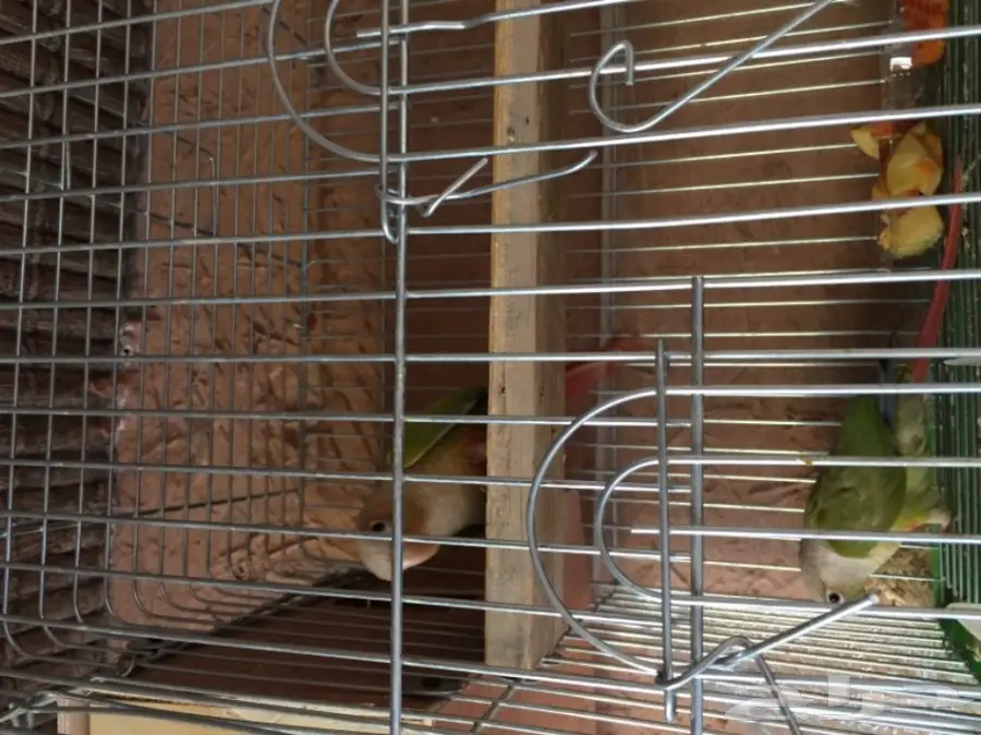 جوز كنيور أناناس مع قفص للبيع (image 3)