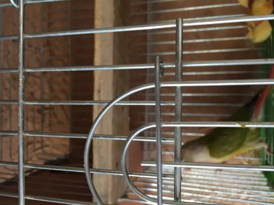 جوز كنيور أناناس مع قفص للبيع (image 4)