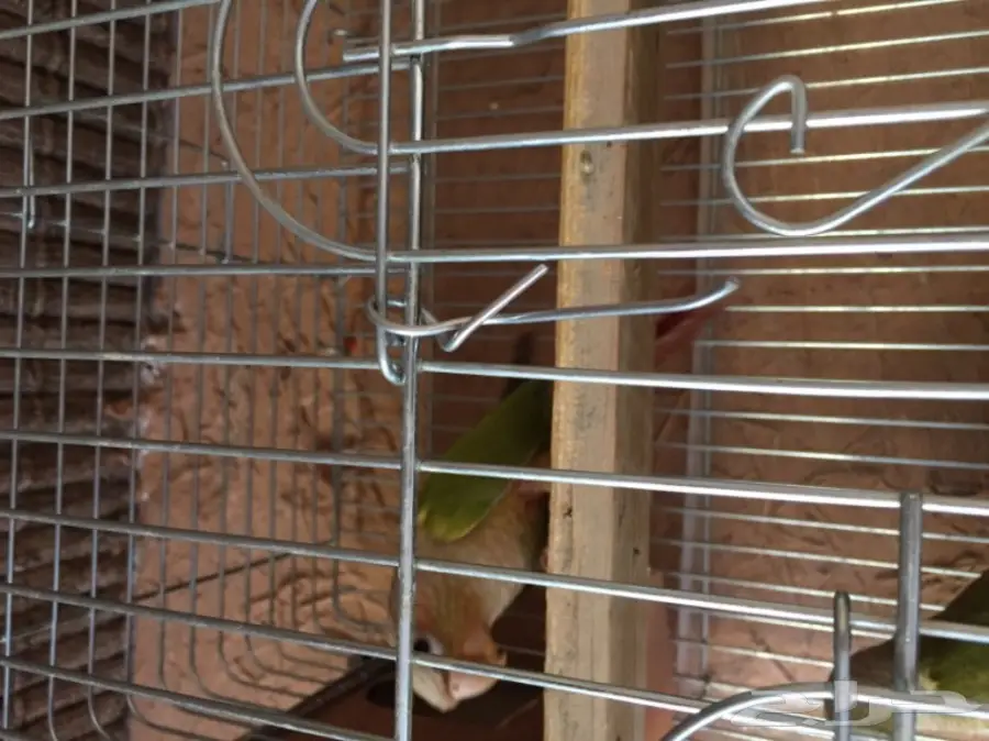 جوز كنيور أناناس مع قفص للبيع (image 5)