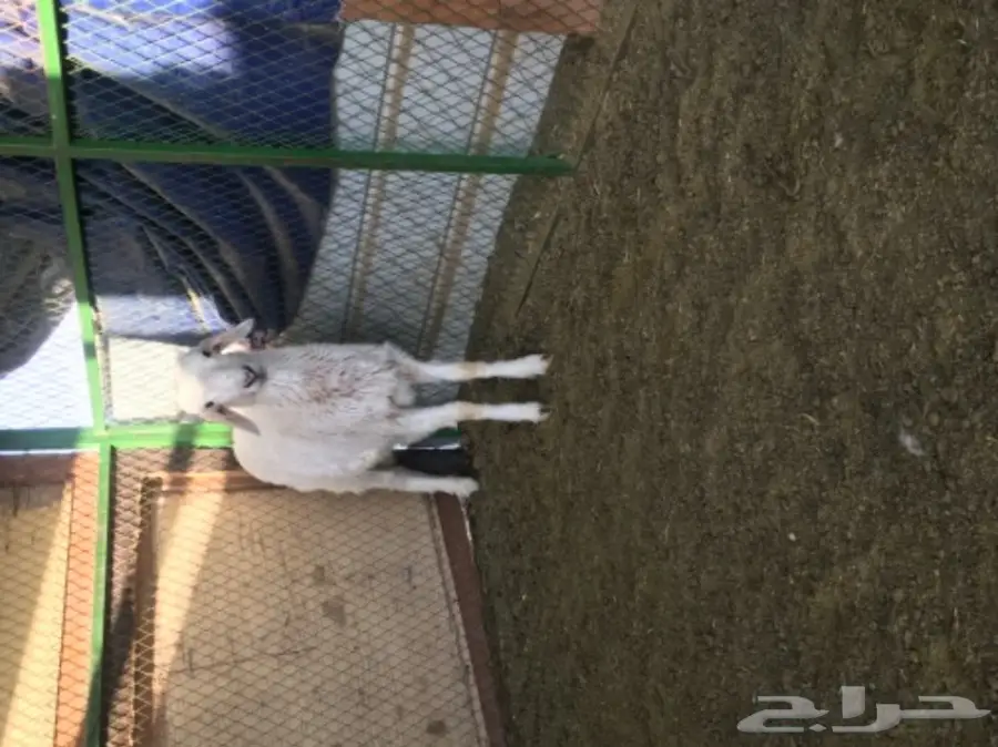 حري لباني للبيع 