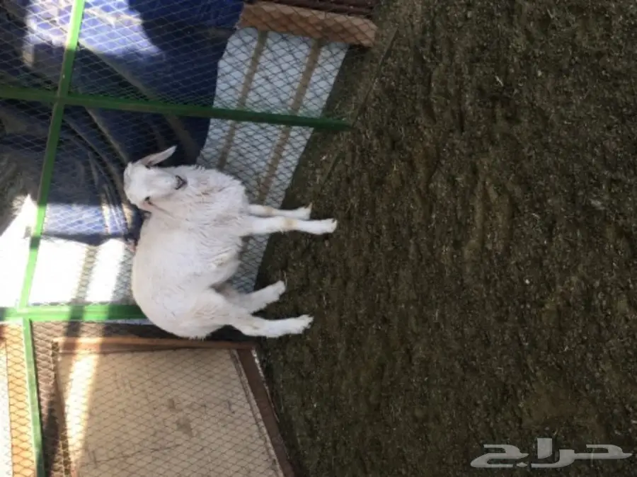 حري لباني للبيع  (image 1)