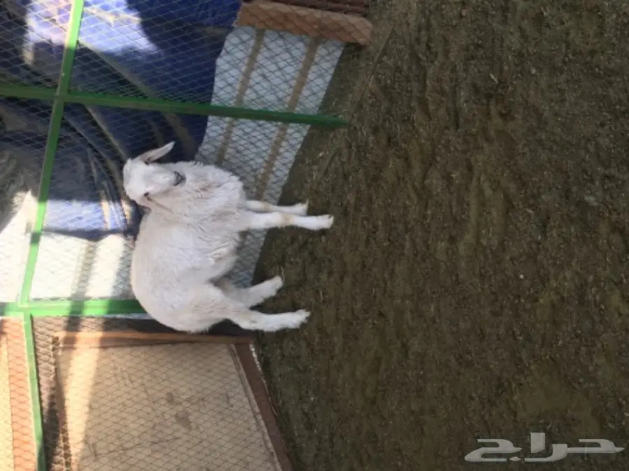 حري لباني للبيع  (image 2)