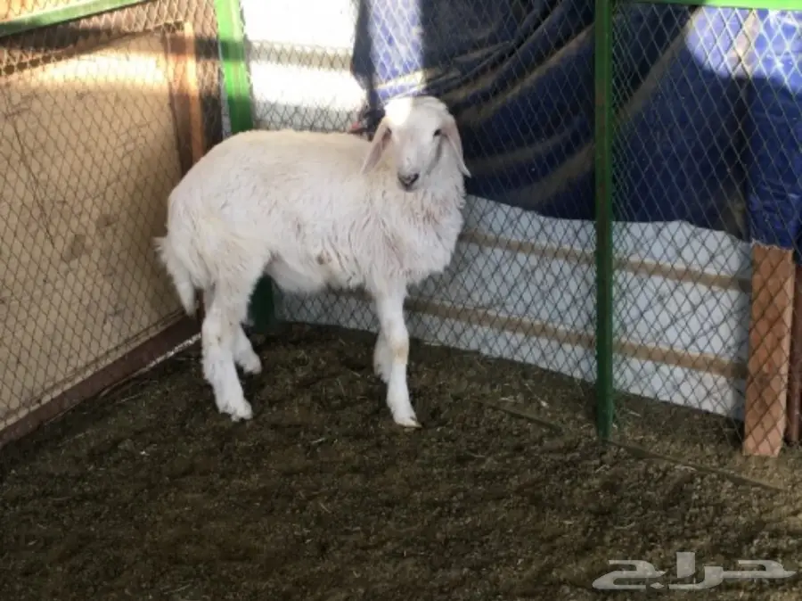 حري لباني للبيع  (image 3)