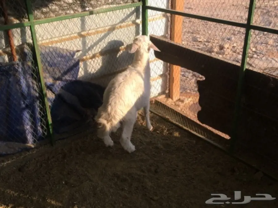 حري لباني للبيع  (image 4)