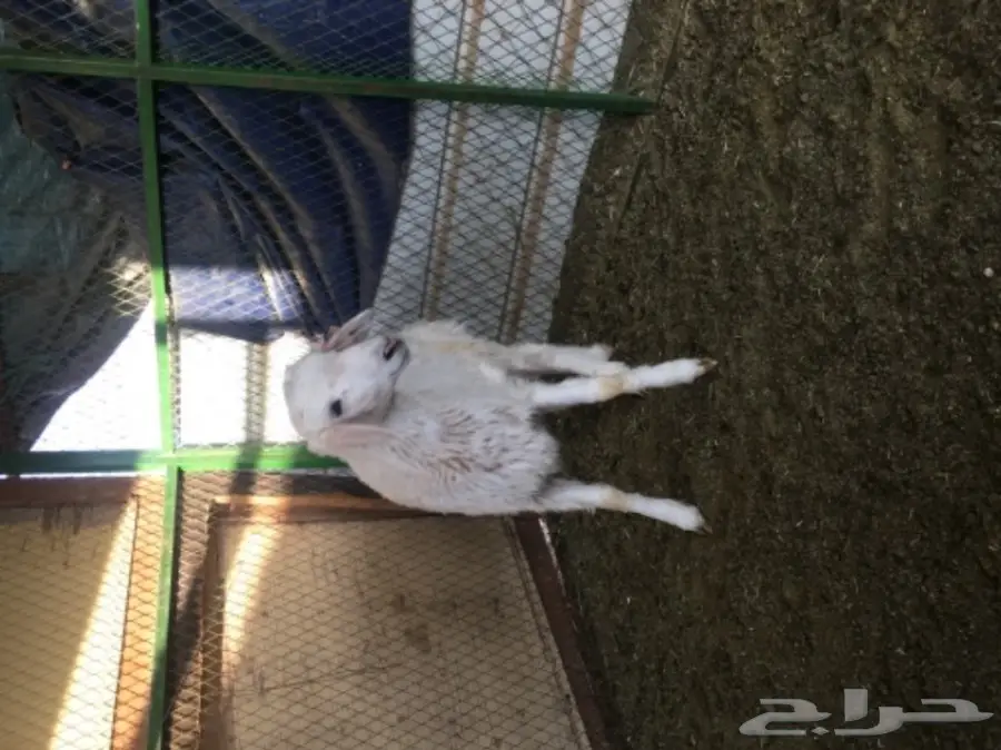 حري لباني للبيع  (image 5)