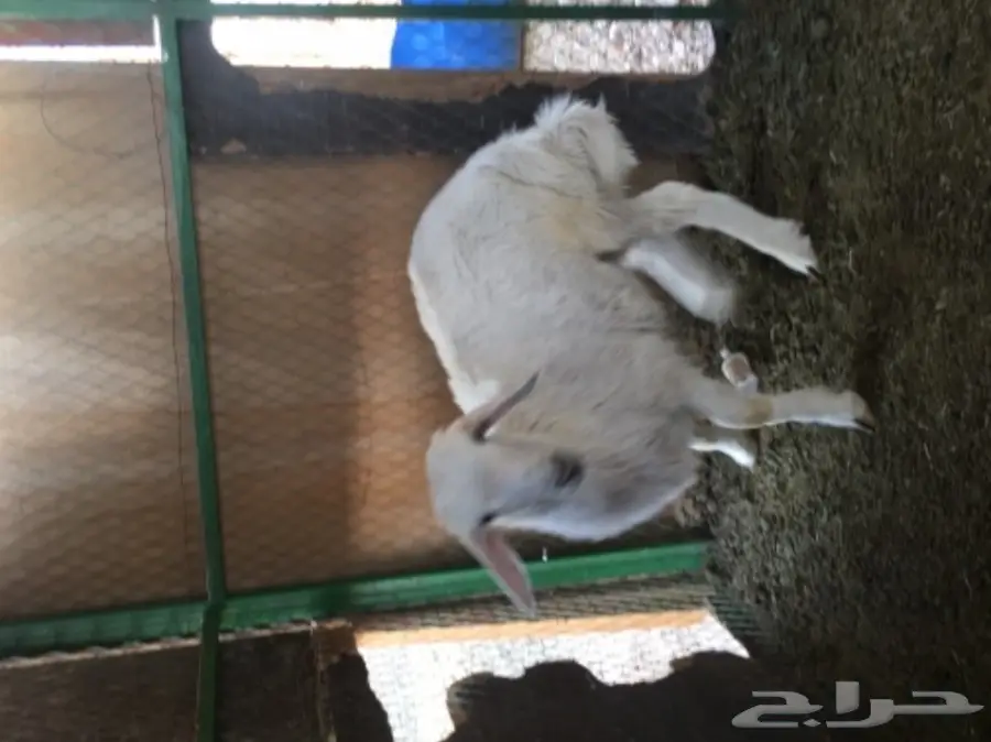 حري لباني للبيع  (image 6)