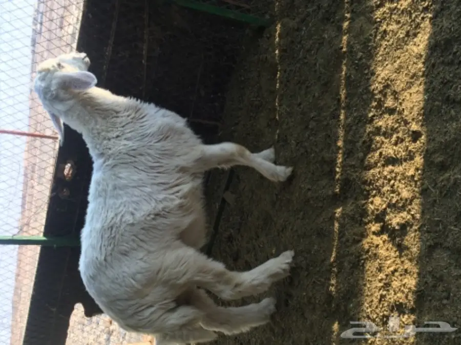 حري لباني للبيع  (image 7)