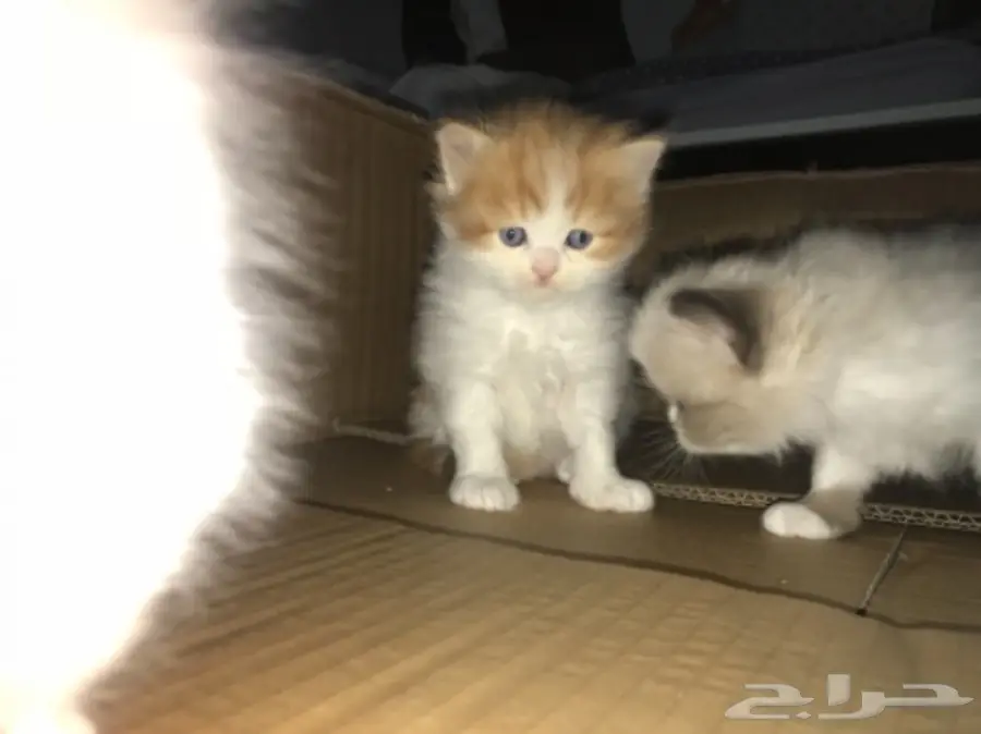 قطط للبيع فيس مون هملايا راغدول  (image 2)