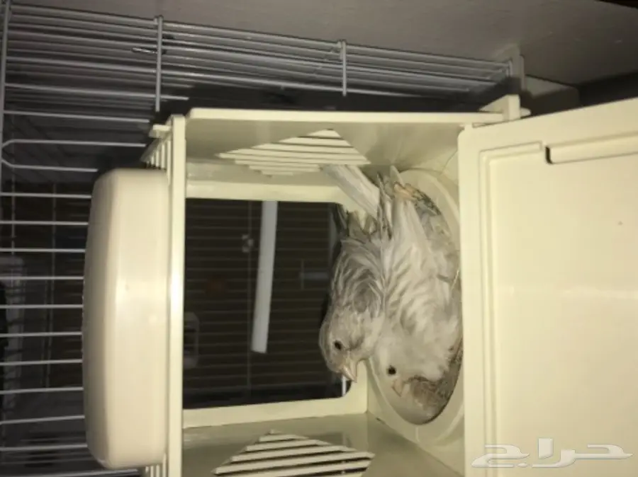 جوز كناري مع فروخ 