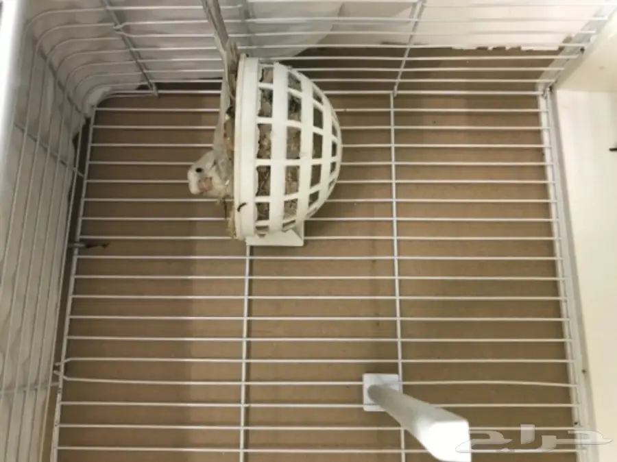 جوز كناري مع فروخ  (image 2)