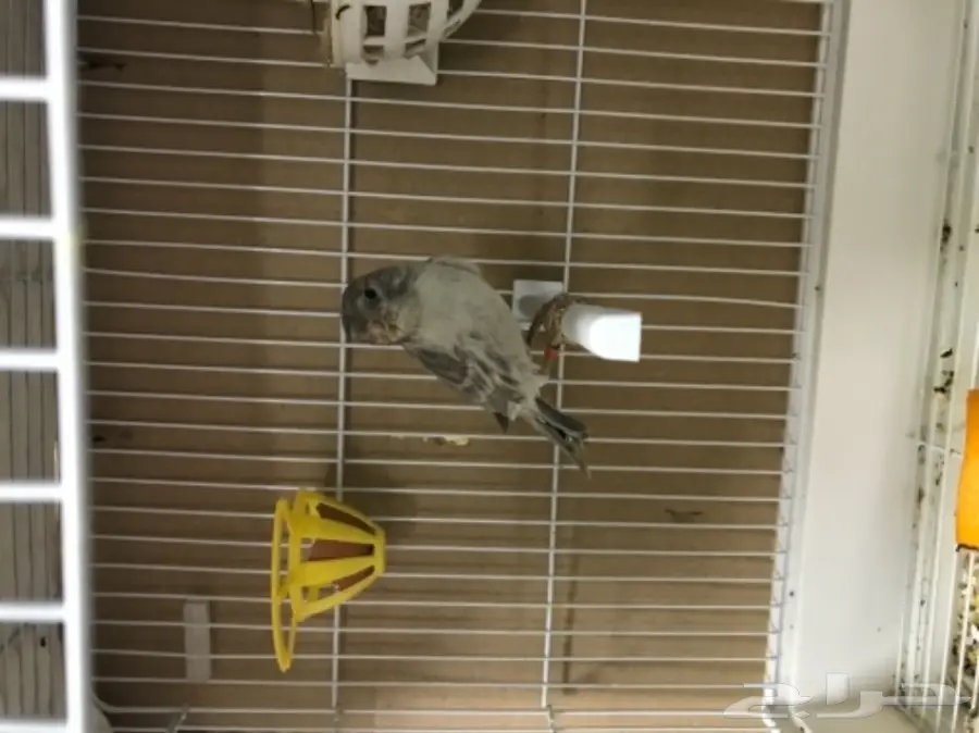 جوز كناري مع فروخ  (image 3)