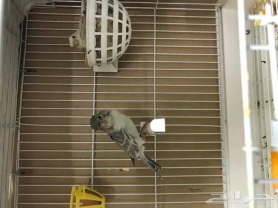 جوز كناري مع فروخ  (image 4)