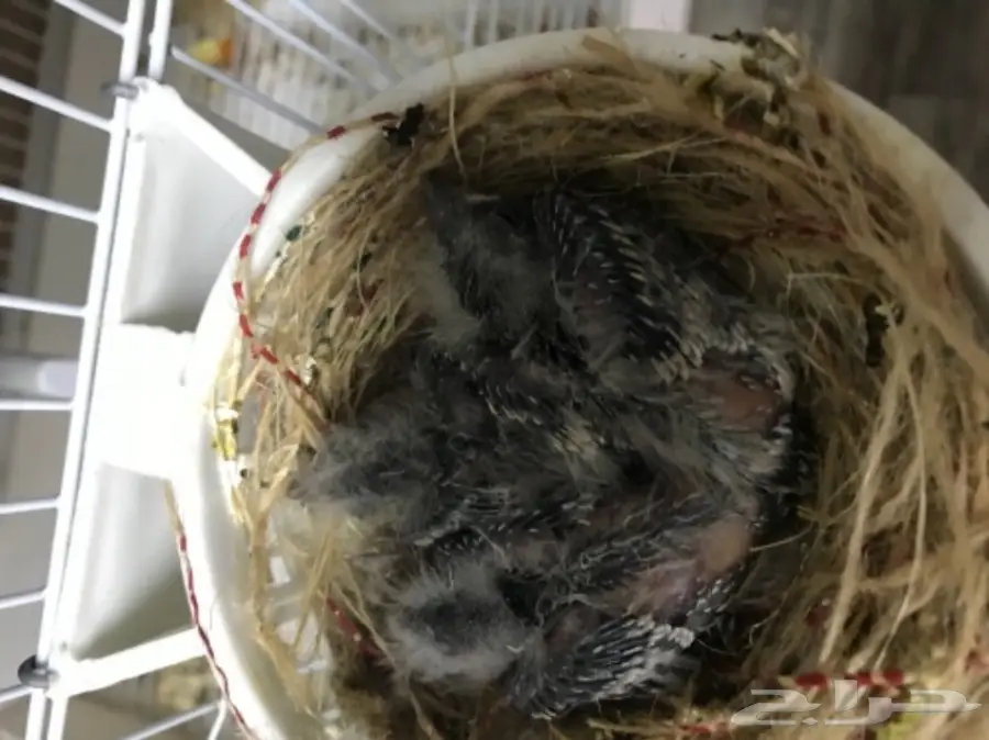 جوز كناري مع فروخ  (image 6)