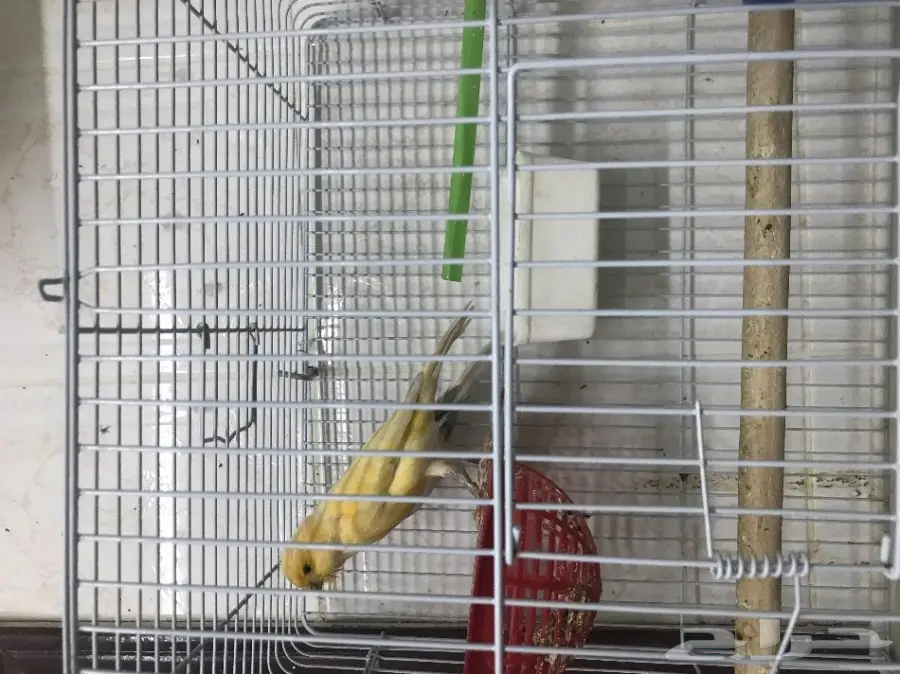 جوز كناري جاهز