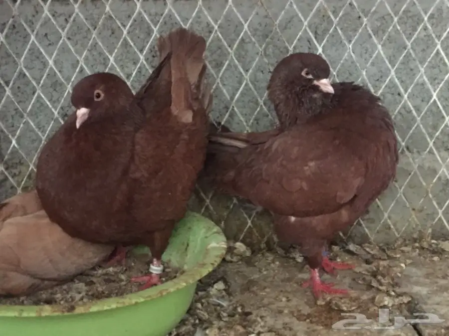 طبه كنق احمر اخوان (image 4)