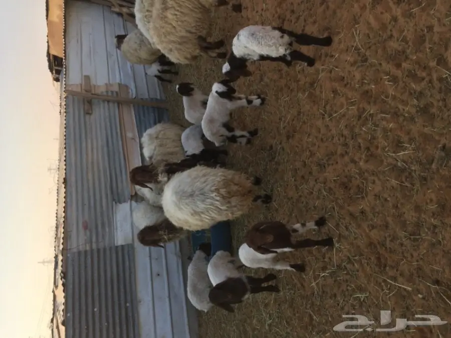 رعاية نعيم دبس جروم وصحه