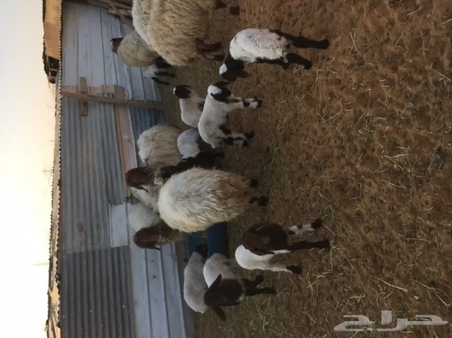 نعيم دبس جروم - فرائس طازجة وصحية! (image 1)