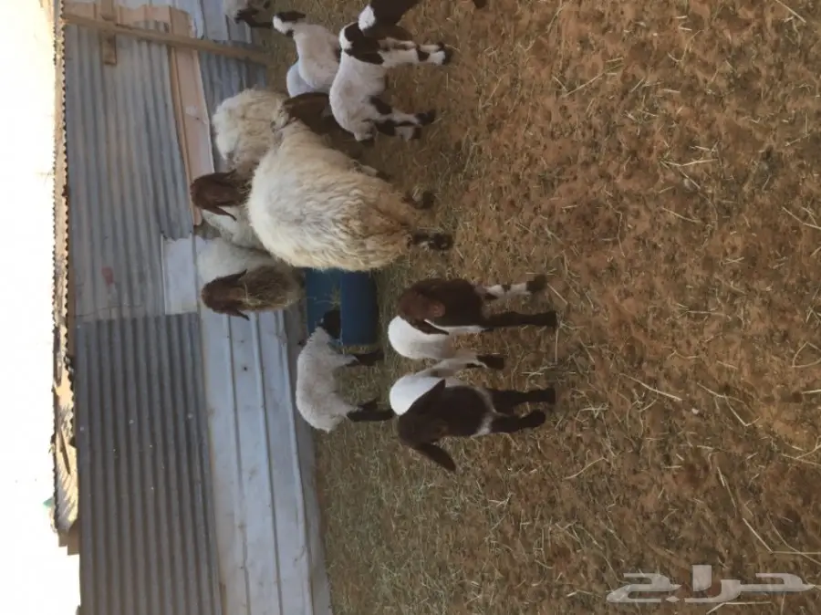 نعيم دبس جروم - فرائس طازجة وصحية! (image 2)