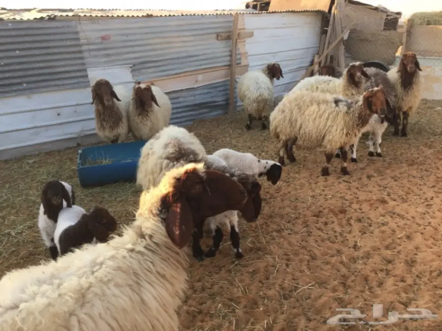 نعيم دبس جروم - فرائس طازجة وصحية! (image 4)