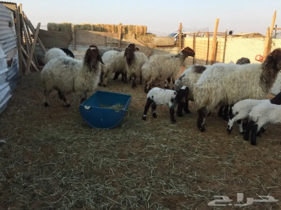 نعيم دبس جروم - فرائس طازجة وصحية! (image 6)