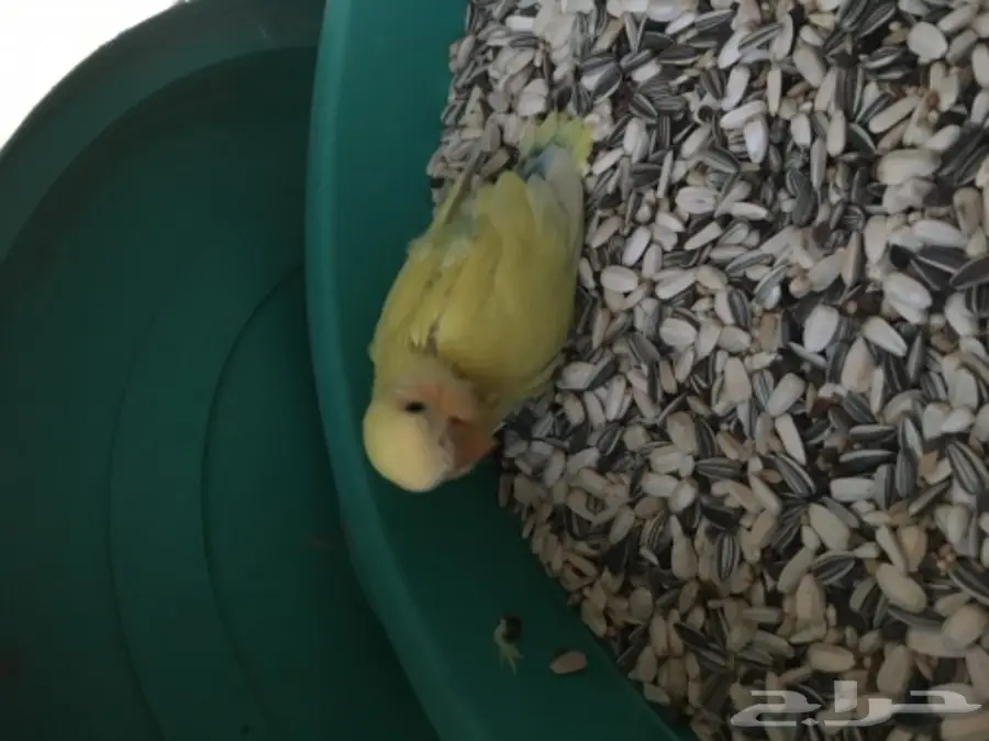 فرخ روز الدرعية