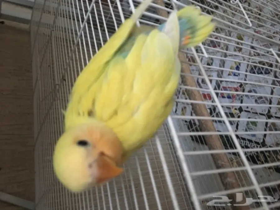 فرخ روز الدرعية (image 1)