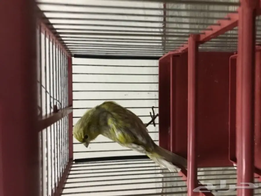 كناري (image 1)