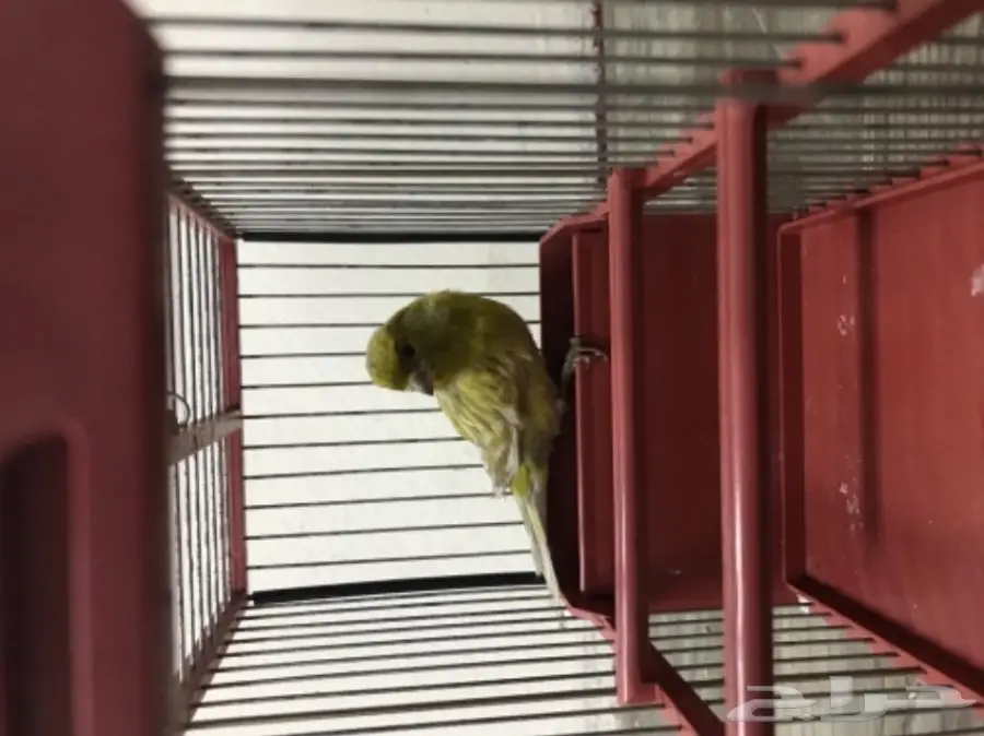 كناري (image 2)