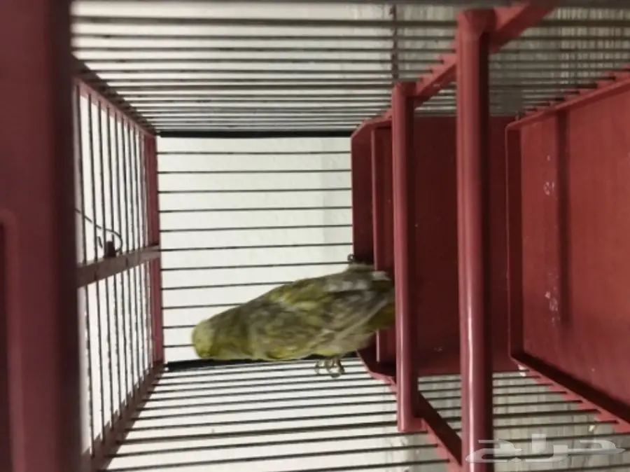 كناري (image 3)