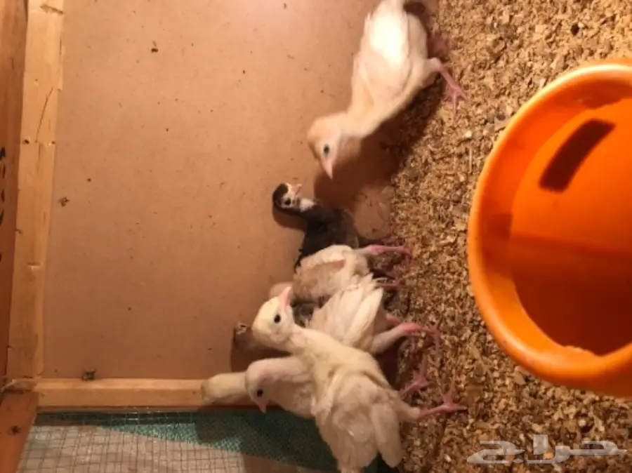 للبيع صوص رومي 