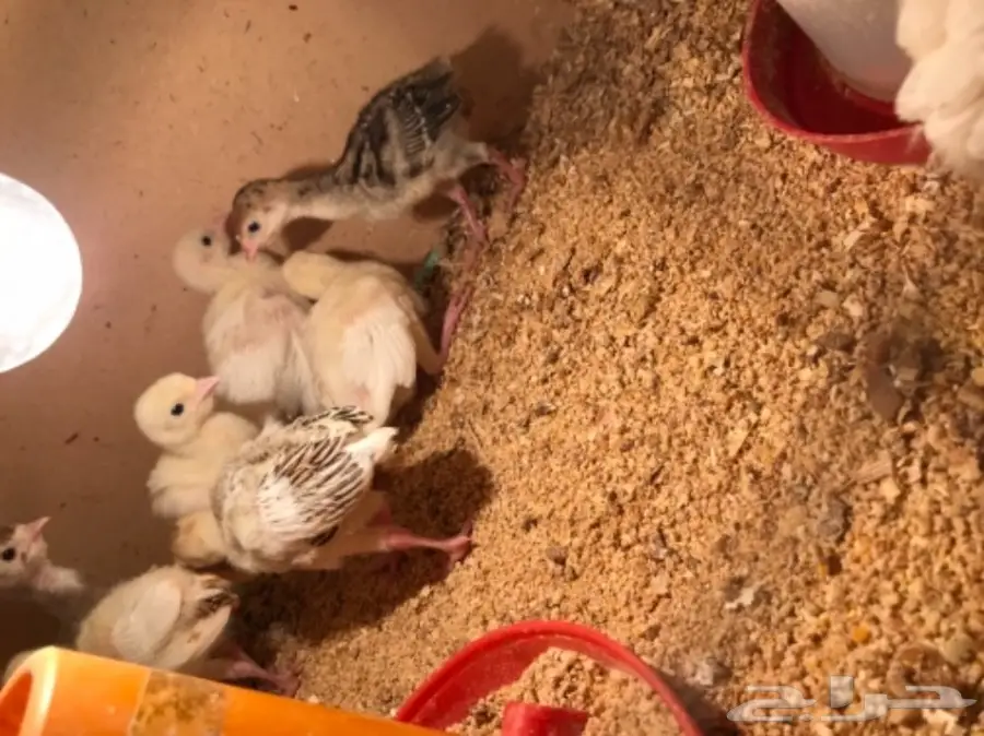 للبيع صوص رومي  (image 1)