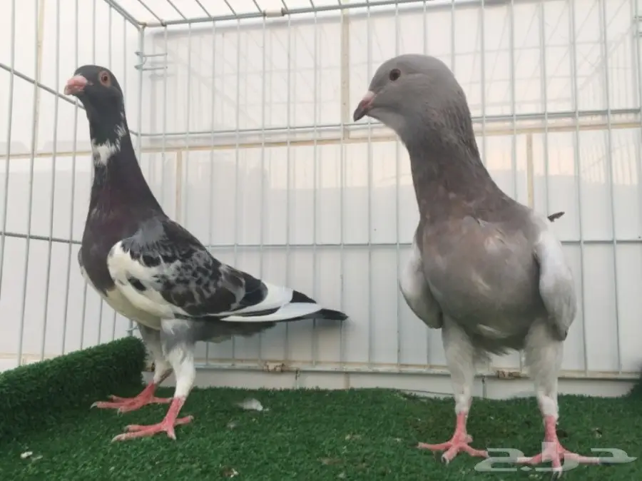 طبة ريحاني ازرق 