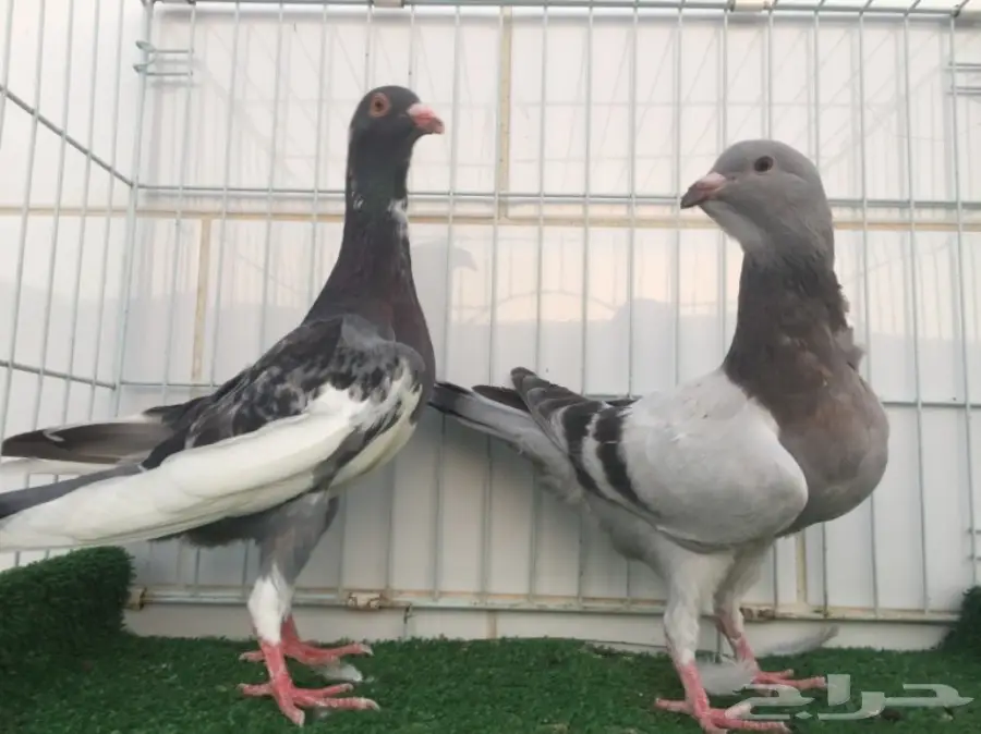 طبة ريحاني ازرق  (image 1)