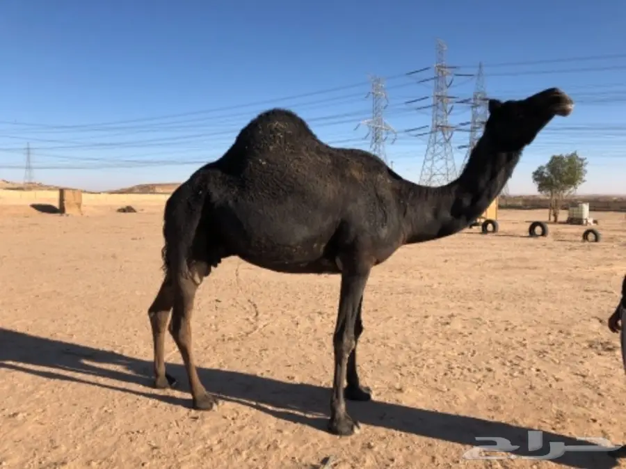 نياق للبيع (image 1)