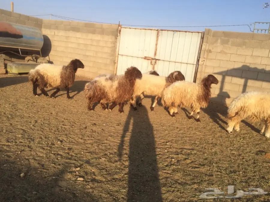 للبيع خروفين وجذعات 